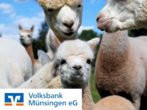 Alpakas und das Logo der Volksbank Münsingen